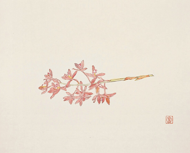 蘭花